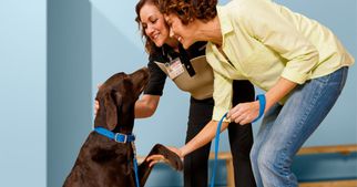 Petco Vs PetSmart Training Course: Compare Training Plans And Costs